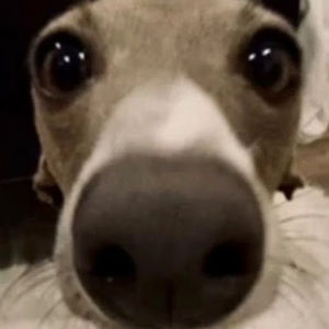 Meet your Posher, Beatriz